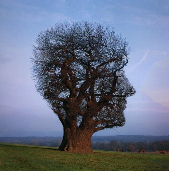 This picture has been reproduced by kind permission of stormthorgerson.com.